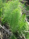 Equisetum telmateia